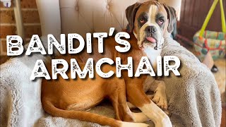 Bandit the Boxer relaxing in his Armchair