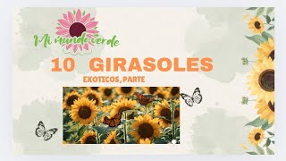 10 Girasoles Exoticos P1