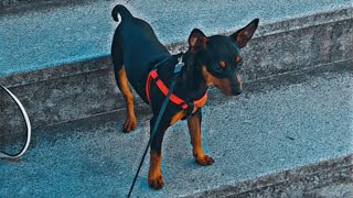 Últimos registos do Cookie !! || Diário do Pinscher 🐾🕊