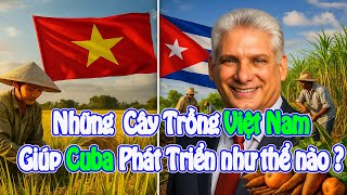 Toàn Cảnh Những Cây Trồng Việt Nam Giúp Cuba Phát Triển – 7 Tiếng Xem Không Nghỉ