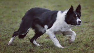 LOT 15: KEMI CET - 5.2.25 - Farmers Marts Dolgellau Online Sheepdog Auction