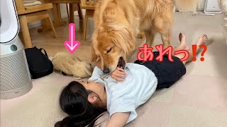 おもちゃと間違えて普段は絶対に噛まない妹の手を噛んだ時の気まずそうな大型犬クッキー【ゴールデンレトリバーとミニチュアダックスフンド】