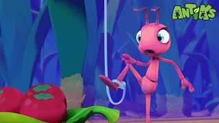 Midnight Manic | 😄🐜| Antiks Adventures - Joey and Boo's Playtime