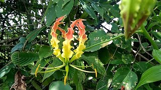 Beautiful flame lily, lily, glory lily, gloriosa lily, fire lily. poisonous plants.Gloriosa Superba