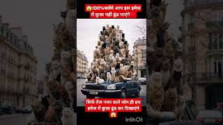 यहां एक बिल्ली नजर आ रही है आप कुता दिखाएं 🦮 😻#funny #viral #cat #dog #youtuber #youtubeshort