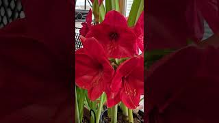 My potted Plants indoor #amaryllis #flowers #youtubeshort