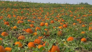 Amazing Agriculture Technology - Pumpkin,Squash,Sunflower Harvesting Machine - Modern Process Line
