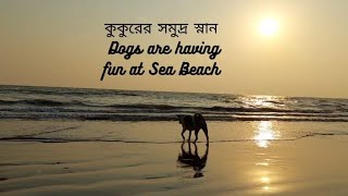 সমুদ্র সৈকতে কুকুরের সমুদ্র স্নান। Dogs are enjoying at the sea beach. #trending #viralvideo #viral