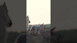 Amarican goat in forest ||#goat #shortvideo #viral