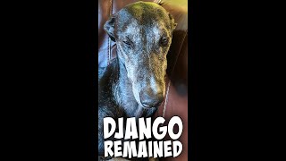 Django's 1st Sleepover: Greys \u0026 Galgos #short #shorts