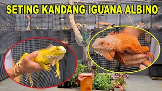 SETING KANDANG IGUANA ALBINO DAN JENIS LAINNYA