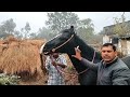 जानलेवा हो सकती है ये बीमारी।निमोनिया घोड़ों में। गोविंद सिंह। horse animals trending