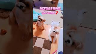 口でオナラのような音🎵出してみた愛犬の反応。よく見かけるけど、可愛すぎた(親バカ)