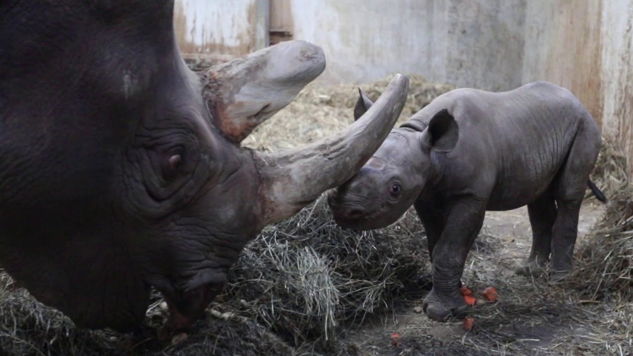 And Potter Park Zoo's Black Rhino Calf's Name Is.... - YouTube