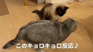 光を追いかける猫が凄い！！レーザーポインターに大興奮(^-^;マイペースな猫でも反応しちゃう!!