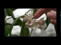 How to Care for your Indoor Citrus Plant and Winter Pollination Tips