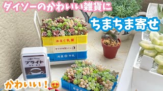 【多肉植物】ダイソーのかわいい雑貨にちまちま寄せ！