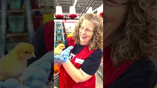 Tips For Handling Chicks Tractor Supply Co