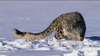 Leopard Documentary - Snow Leopard  Animal Planet I National Geographic