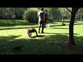 オーストラリア動物園 カンガルーとのふれあい kangaroo australia zoo in brisbane