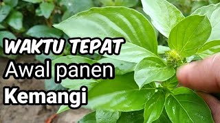 WAKTU TEPAT AWAL PANEN KEMANGI