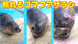 照れる仕草が可愛いゴマフアザラシのゆめちゃん♡【けんみん元気ニュース】