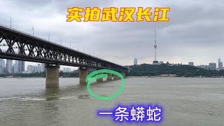 大白天，武汉长江大桥下一条“蟒蛇”穿梭着，场面太神奇了