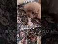 トイプードル プードル シニア犬 犬 わんこ poodle toypoodle dog cutedog