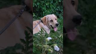 funny shorts of dogs. cute puppy videos.