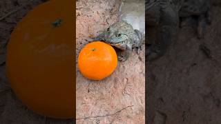 Survival Skills: Really Awesome Idea With frog 🐸 in hole #survival #outdoors #frog