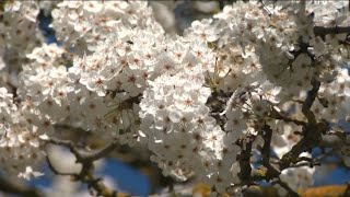 Expert shares tips on managing spring allergies