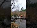 BEAVER DAM REMOVAL IN 1 MINUTE! || Cat Tail Dam! #shorts