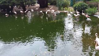 Flamingo try flight 紅鸛 Фламинго, Kowloon Park, 九龍公園