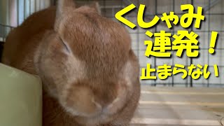 うさぎのくしゃみが止まらなくなって病院へ行きました。　(No.844)