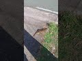 Hipster Encounters A Possum