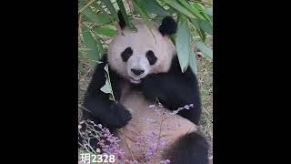 13.10小二狗的正脸吃播太好看了 #大熊猫润玥 #大熊猫 #panda