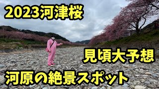 【河津桜2023】2.15見頃大予想　絶景 ライブカメラ 見頃 開花予測 河津櫻 kawazu sakura cherry blossoms live camera