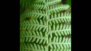 The Mathematical Patterns Found in Nature