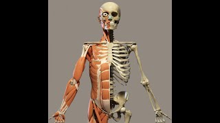 The Language of Medicine Ch 15 The Musculoskeletal System P1