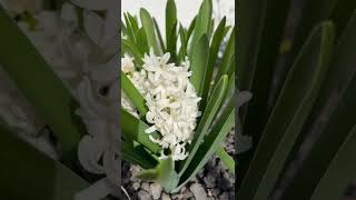 White Hyacinth