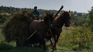 KONJIMA VOZI SIJENO UZ BRDO