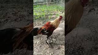 The most beautiful multicolored Desi Asil/aseel rooster