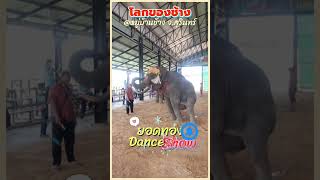 นักท่องเที่ยวตาค้าง‼️โดนพี่ยอดสะกดทุกสายตา อิอิ #elephants #หมู่บ้านช้าง #พลายบัวบาน  #shorts