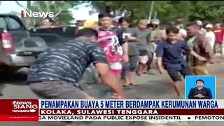 Kemunculan Buaya Sepanjang Lima Meter Gegerkan Warga #iNews Siang 13/07