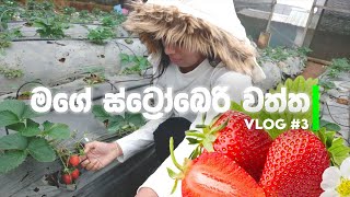 ශෂීගෙ පැණි බේරෙන ස්ට්‍රෝබෙරි වත්ත🍓🥤| Travel With Shashi | Vlog #3 | Shashi Nishadi | Strawberry Farm