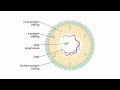 Viral Genomes and Replication for the USMLE Step 1