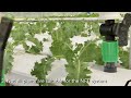 aquaponics systems designs explained nft vs ebb and flow vs dwc vs dutch bucket