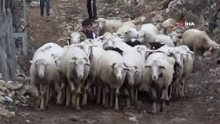 Boyundan Büyük Koyunlara Çobanlık Yapıyor