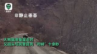 民警偶遇大熊猫路边发呆 四目相对十余秒 熊猫