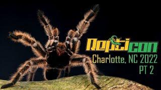 How to Choose Your Tarantula TIPS @ REPTICON Charlotte, December 2022